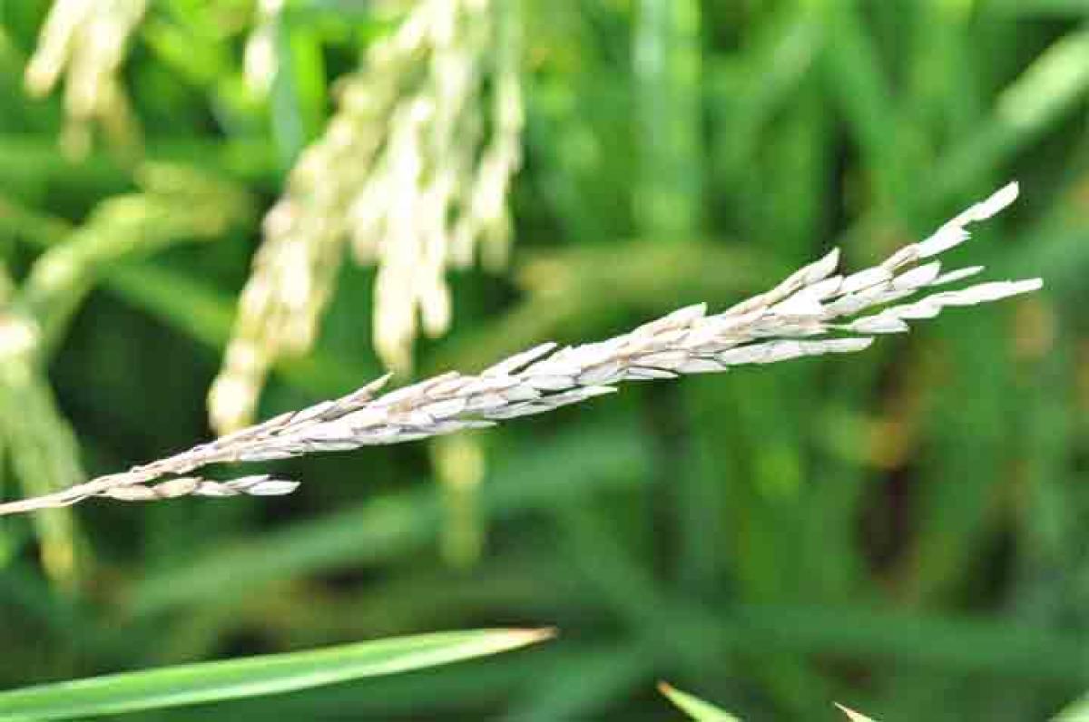 GM technology can kill stem borers that chew rice panicles